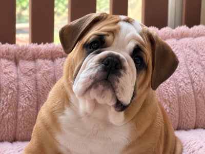 Les chiots de Bulldog Anglais