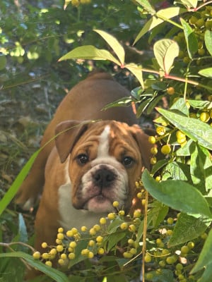 Les chiots de Bulldog Anglais