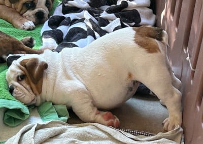 Les chiots de Bulldog Anglais