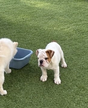 Les chiots de Bulldog Anglais