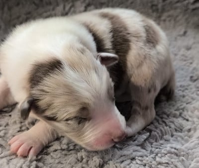 Les chiots de Border Collie
