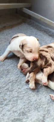 Les chiots de Border Collie