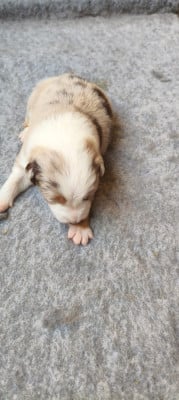 Les chiots de Border Collie