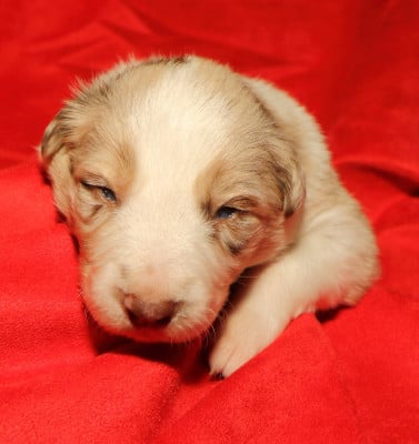 Les chiots de Border Collie