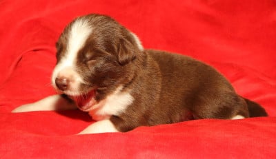 Les chiots de Border Collie