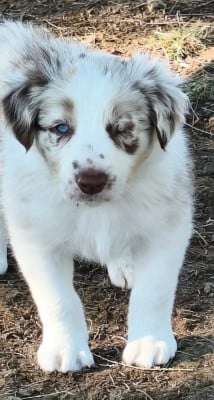 Les chiots de Border Collie
