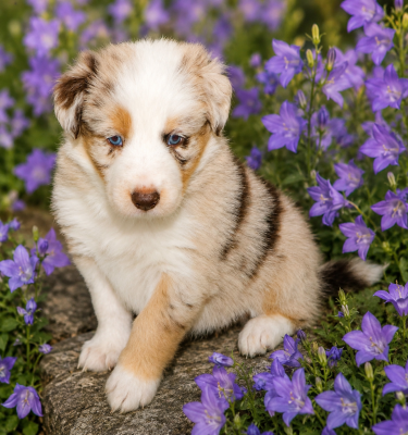 Les chiots de Border Collie
