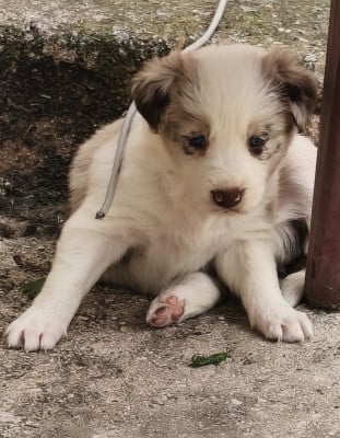 Les chiots de Border Collie