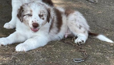 Les chiots de Border Collie