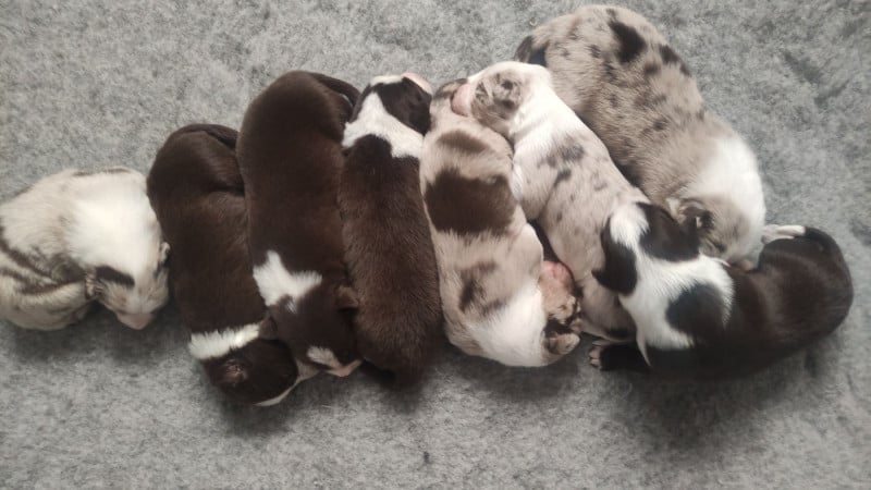 Border Collie - Du Trident De Valfred