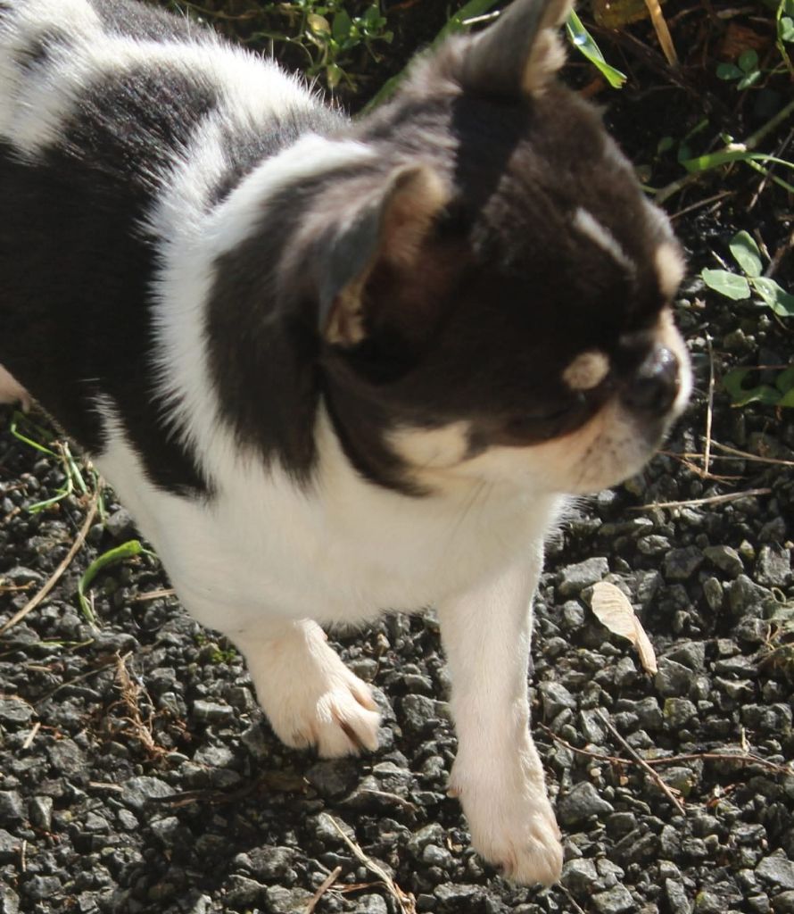 Paco rabanne it is your dream