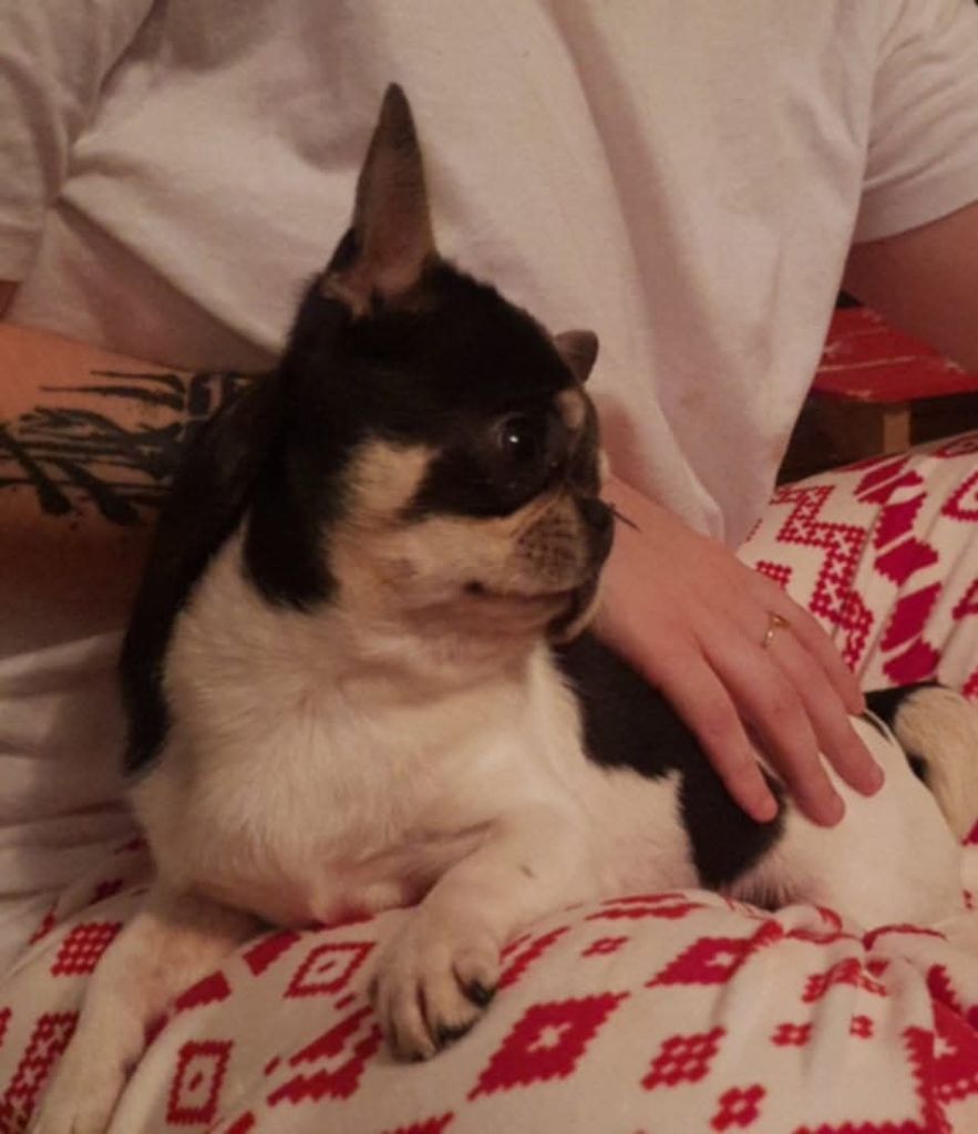 Paco rabanne it is your dream