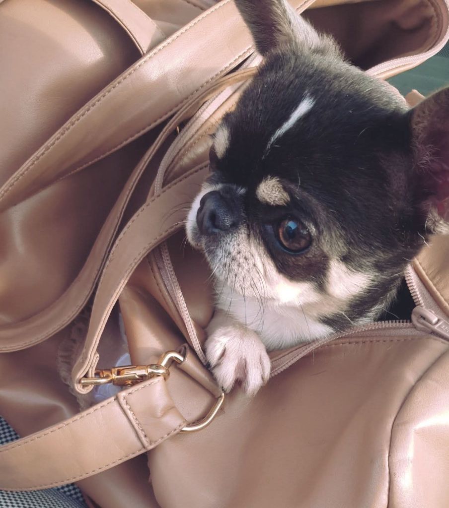 Paco rabanne it is your dream