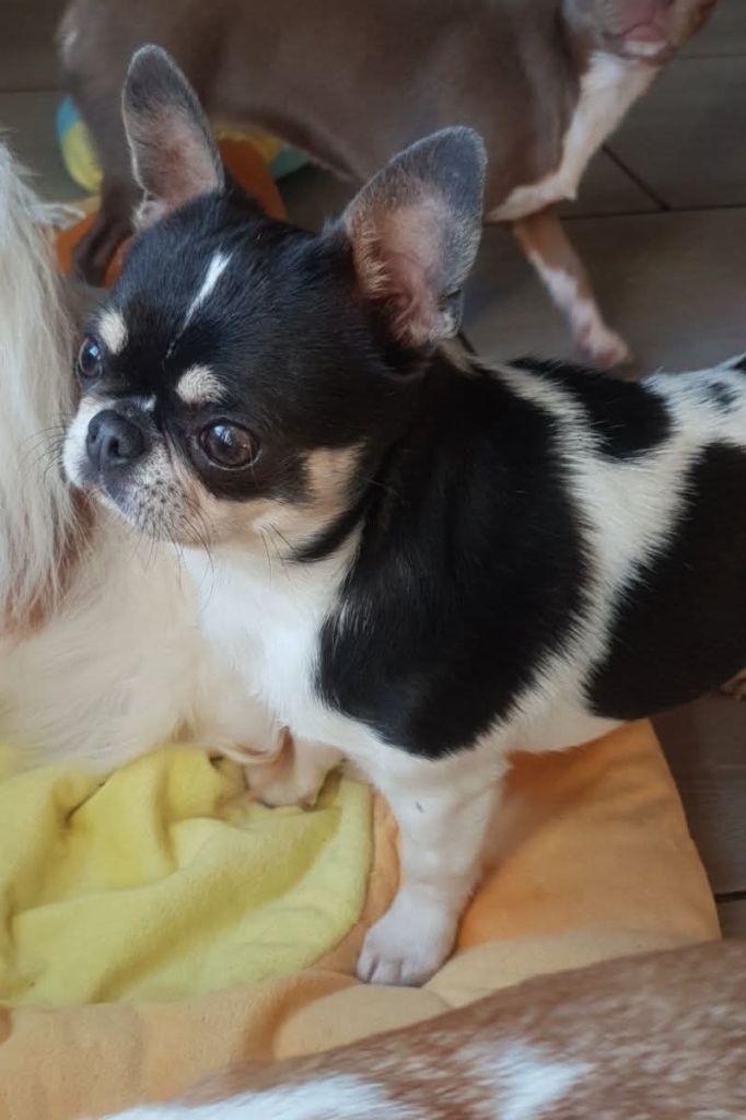 Paco rabanne it is your dream