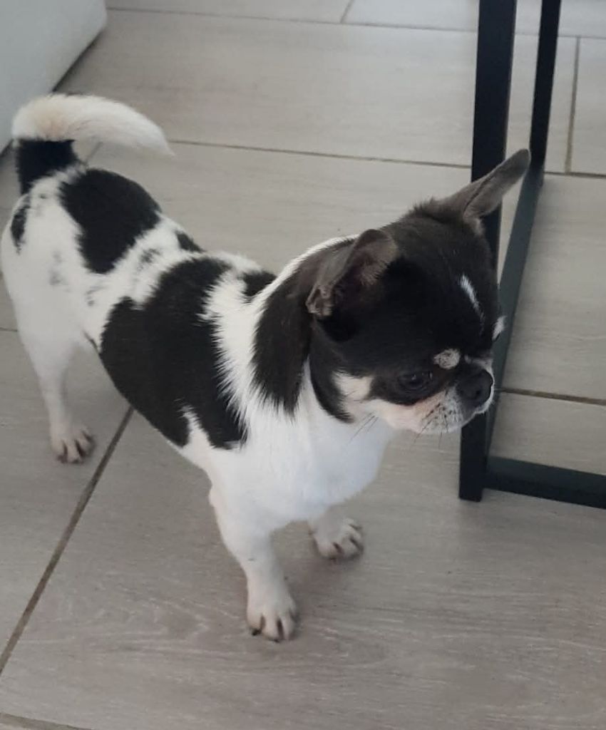 Paco rabanne it is your dream