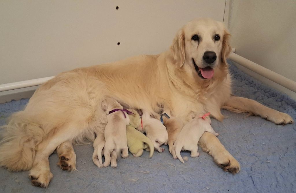 United color lagherta Des Grenouillettes Du Vexin