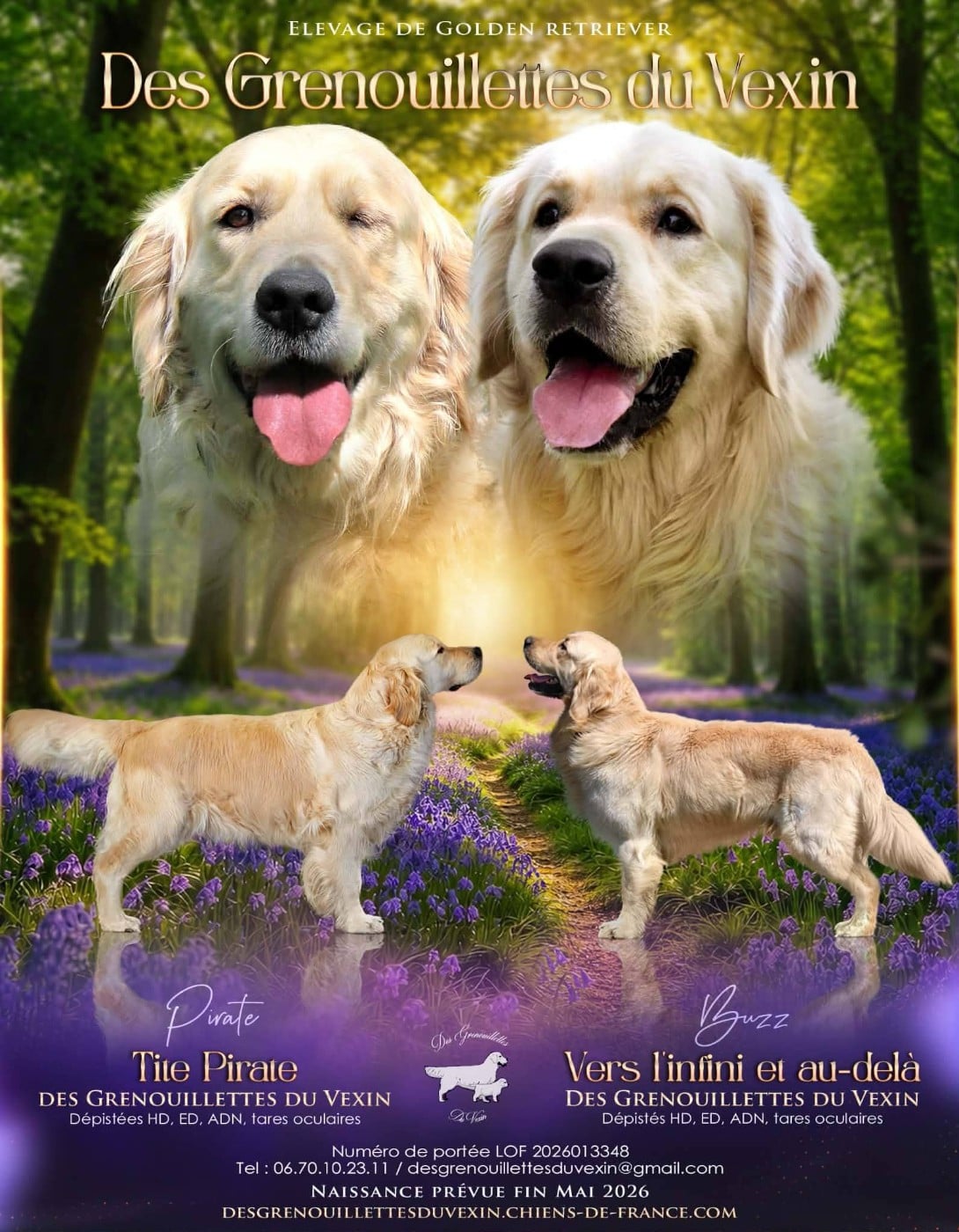 CHIOT 6 - Golden Retriever