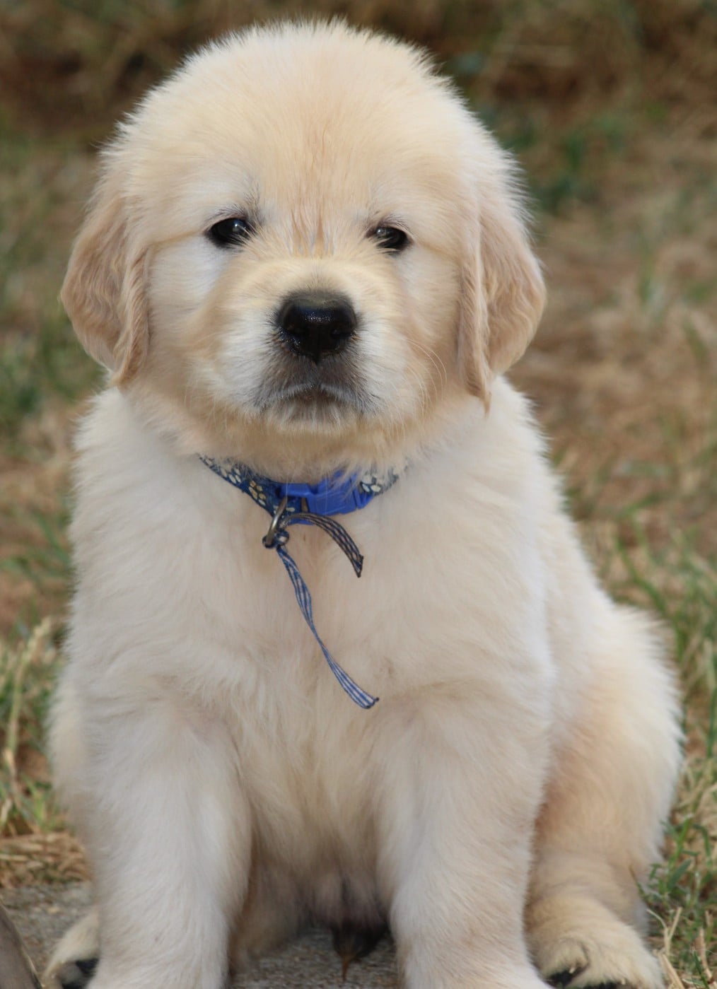M. BLEU - Golden Retriever