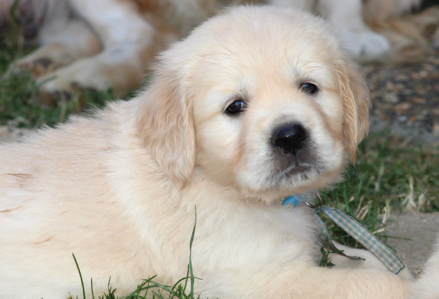 MISS BLEUE - Golden Retriever