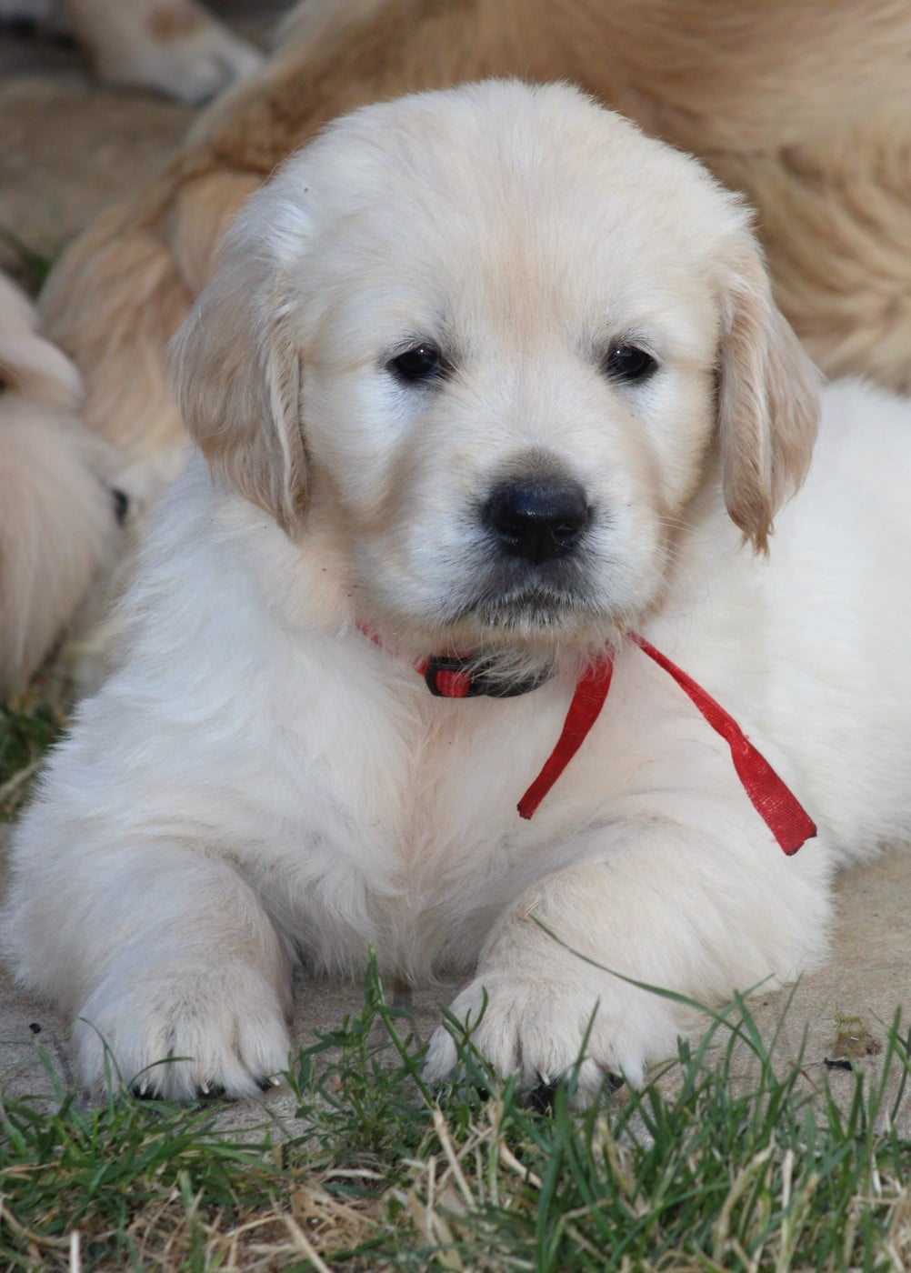 MISS ROUGE - Golden Retriever