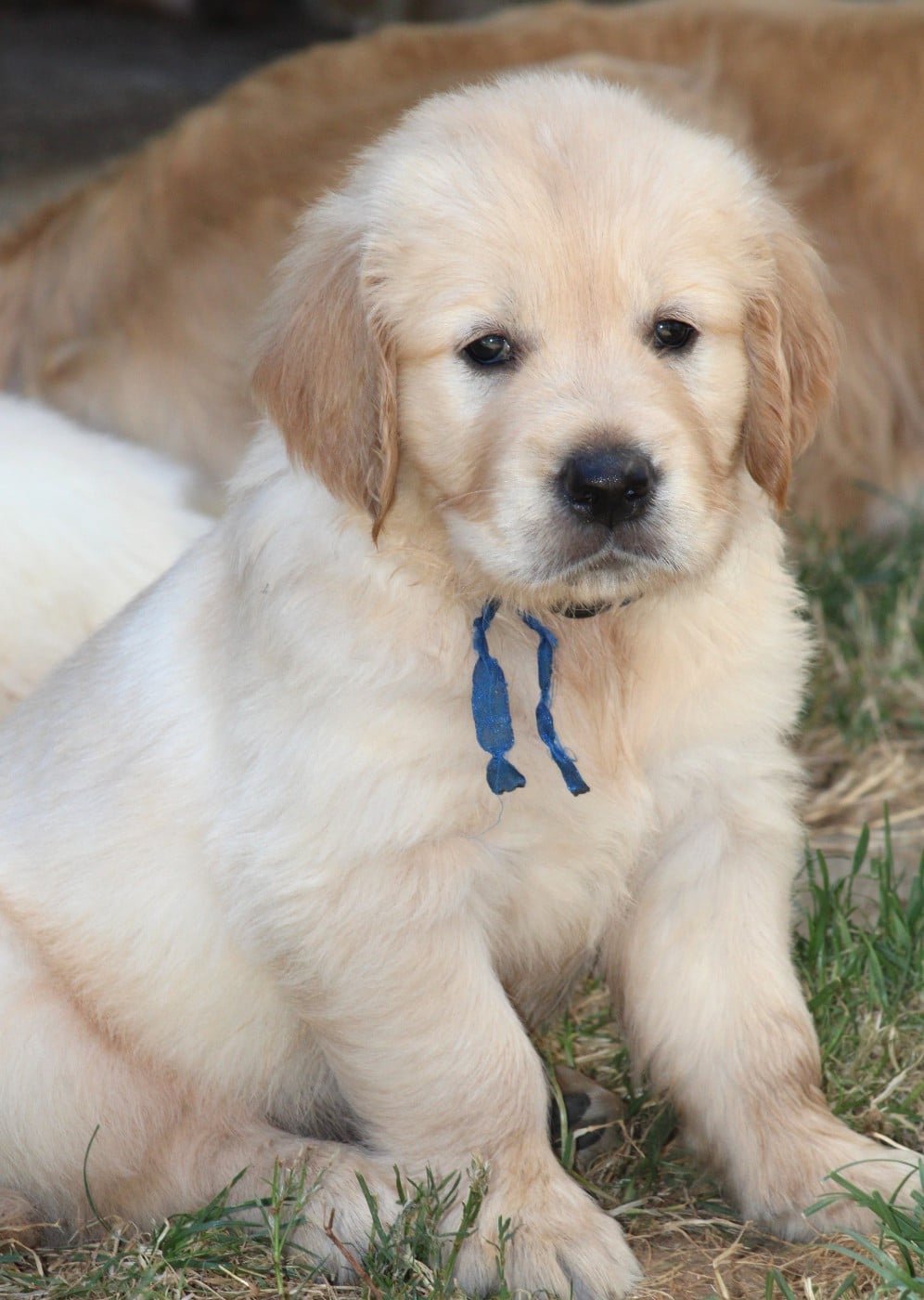 M BLEU - Golden Retriever