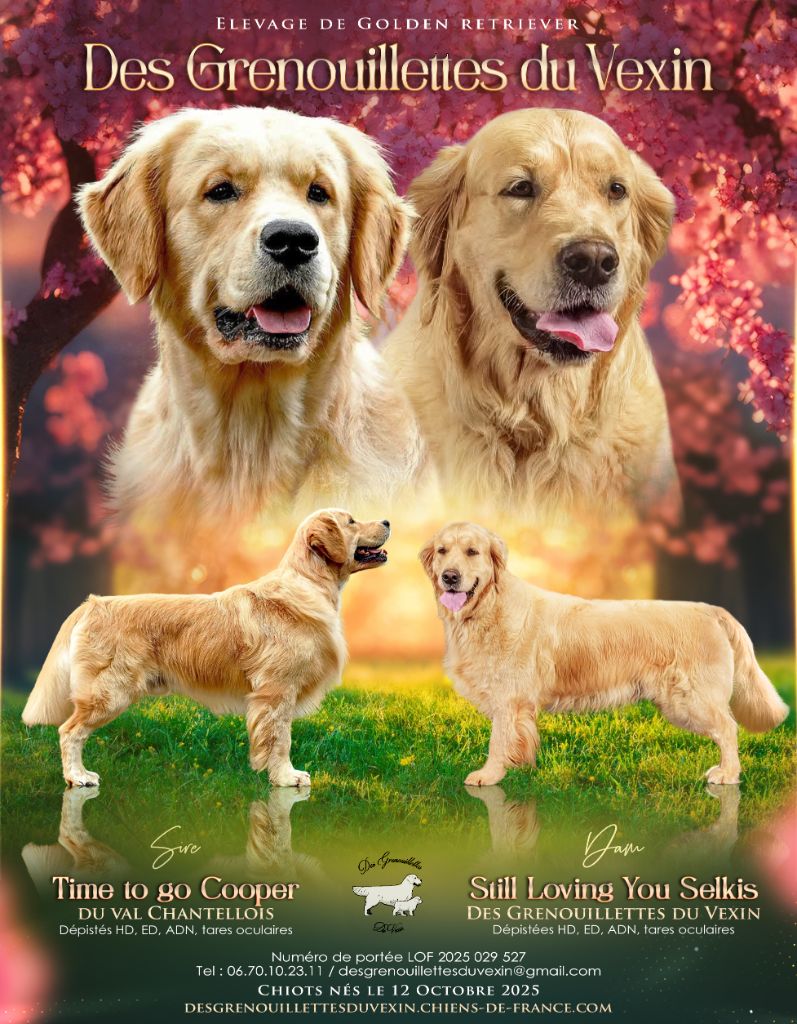 Golden Retriever - Des Grenouillettes Du Vexin