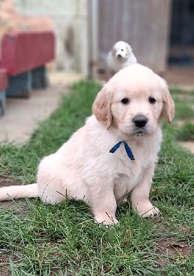 Les chiots de Golden Retriever