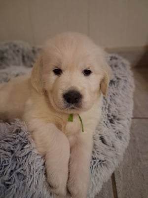 Les chiots de Golden Retriever