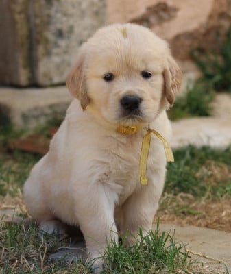 Les chiots de Golden Retriever