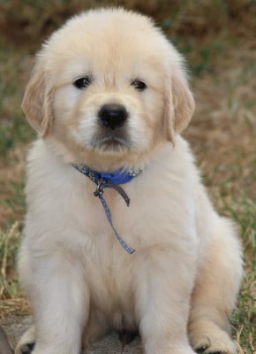 Les chiots de Golden Retriever