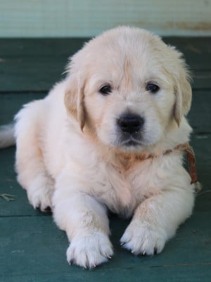 Les chiots de Golden Retriever
