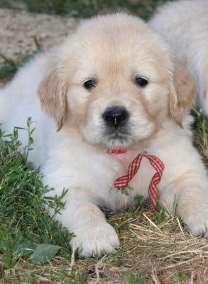 Les chiots de Golden Retriever