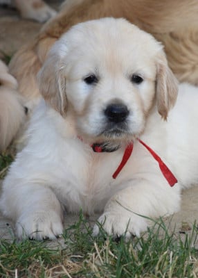 Les chiots de Golden Retriever