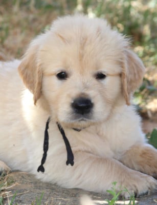 Les chiots de Golden Retriever