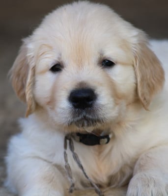 Les chiots de Golden Retriever