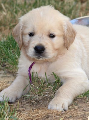 Les chiots de Golden Retriever