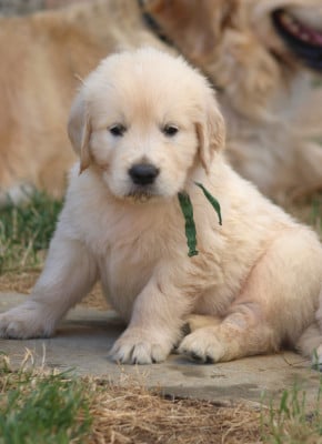 Les chiots de Golden Retriever