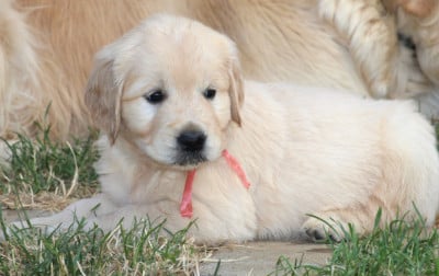 Les chiots de Golden Retriever