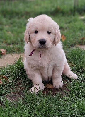 Les chiots de Golden Retriever