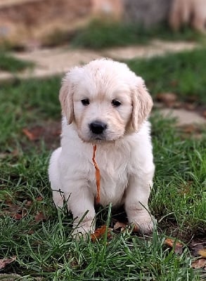 Les chiots de Golden Retriever