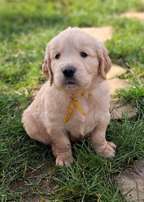 Les chiots de Golden Retriever