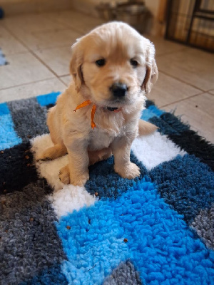 Les chiots de Golden Retriever
