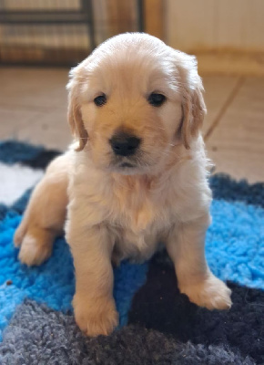 Les chiots de Golden Retriever
