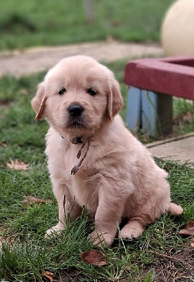Les chiots de Golden Retriever