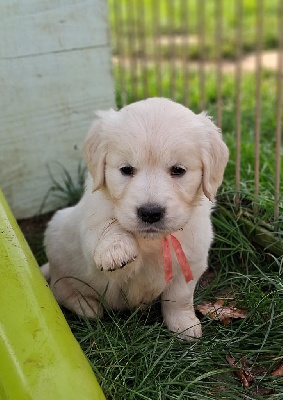 Les chiots de Golden Retriever