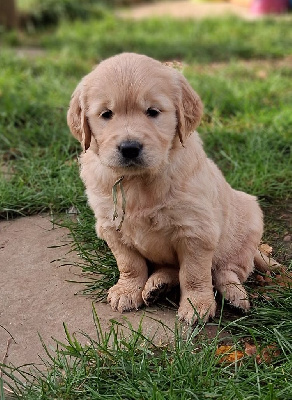 Les chiots de Golden Retriever