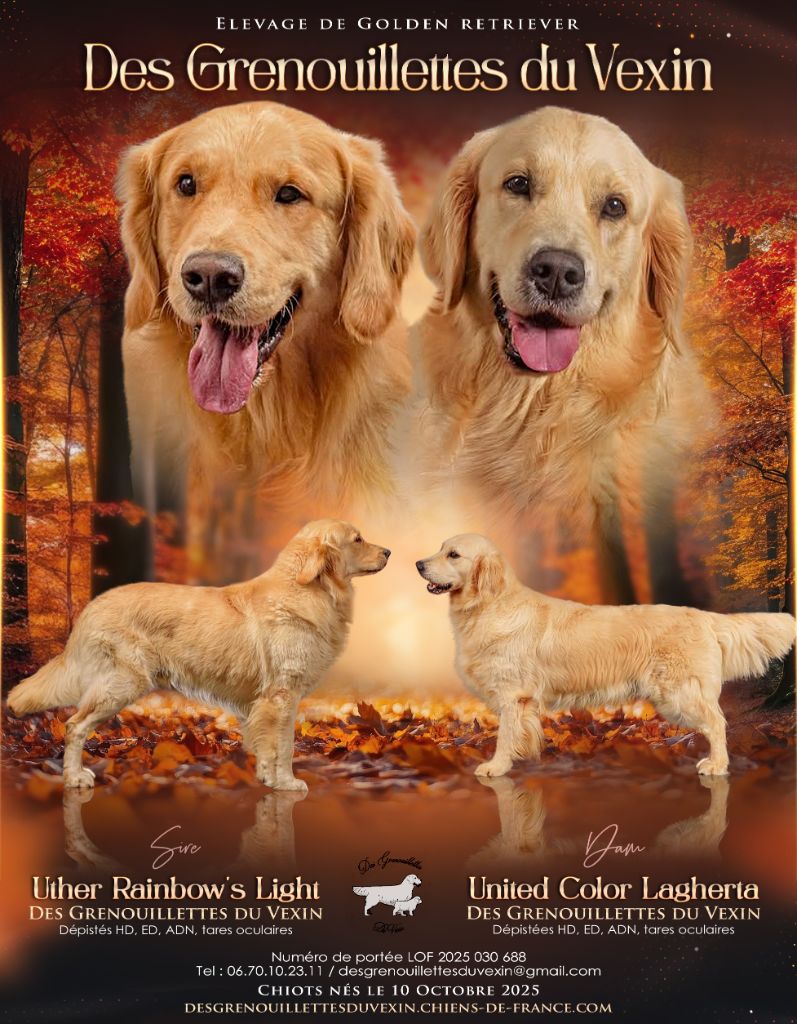 Golden Retriever - Des Grenouillettes Du Vexin