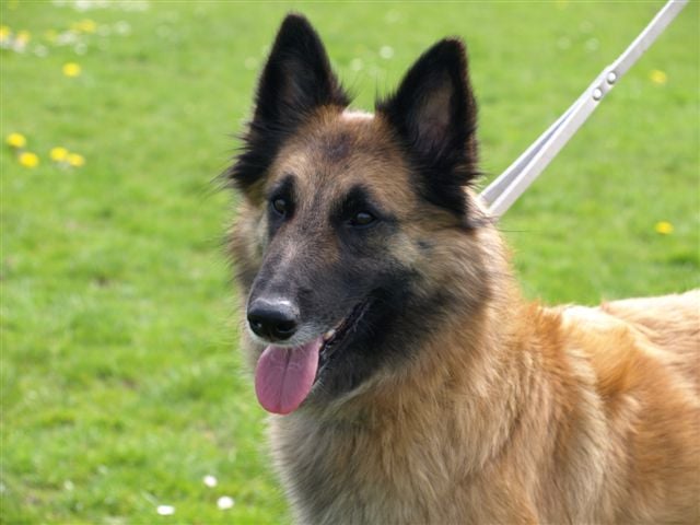 Publication : Du Vent Des Louves Auteur : DPDL