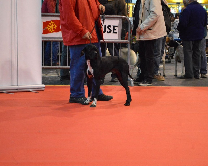 TR. Gribouille (Sans Affixe) - 2 EXC