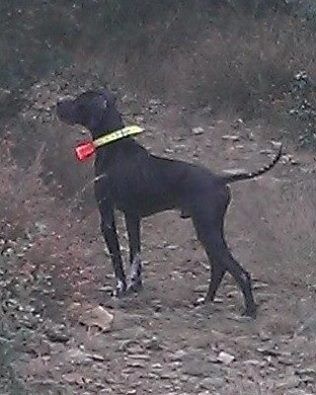 TR. Gribouille (Sans Affixe) - EXC